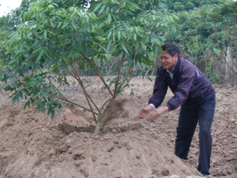 Cây nhãn ở Tân Hưng